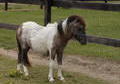World Class Miniature Stallion