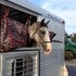 Reg Handsome Grey Roan Gelding