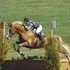 Talented Jumper/Eventing Gelding 