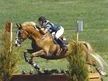 Talented Jumper/Eventing Gelding 