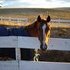 Beautiful Appendix mare, Price Reduced!!!!!