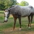 *****Nice quiet Appy/Quarter Mare!*****
