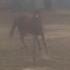 Progressing Barrel horse