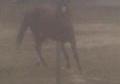 Progressing Barrel horse