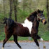 FLASHY PINTO FILLY