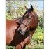 flashy sweet Large Pony Hunter