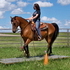 Exquisite French Command Morgan Trail/Broodmare!