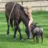 Hyper allergenic , safe, well broke Bashkir Curly Gelding