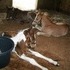 orphan foals in need if a home