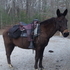 Strongly Gaited John Mule