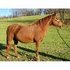 Nice Big Mare with breed back