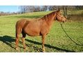 Nice Big Mare with breed back