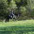 Solid Black Reg. Paint Gelding