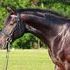 Premium GOV gelding  by Sagnol