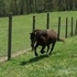 Friendly little pony