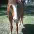  Handsome Quarter Horse Gelding