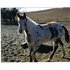 APHA/PtHA Overo stud colt
