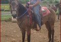 Roping / Working Cow Horse buckskin filly