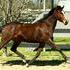 Absolutely stunning 4 year old mare!!!