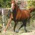 Broke mare, needs a job!