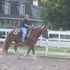 Big Flashy Mare