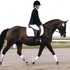 Hunter Morgan Mare
