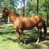 NICE  BIG MARE (Green Broke)
