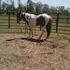 Strait From Texas Grn.Son