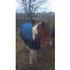 Sorrel & White pinto mare, PERFECT KIDS HORSE!