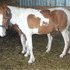 Sorrel Pinto Colt Started Driving- Negotiable!