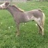 STRIKING OVERO COLT - TAKE A LOOK!