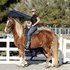 Flashy 10 yr old, Smooth Riding Gelding!