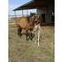 Fantastic Brood Mare!!