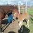 2012 Sorrel Filly