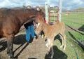 2012 Sorrel Filly