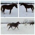 Flashy registered Arab gelding.