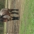Belgian Stallion at stud
