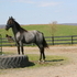 Sharp Blue Roan Colt