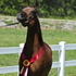 SE Push Button Show Colt