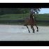 Dutch Warmblood x Draft 3YO