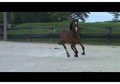 Dutch Warmblood x Draft 3YO