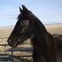 Good Gaited Tennesse Walker Riding Horse
