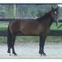 Dutch Warmblood x Draft 3yo filly