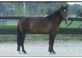 Dutch Warmblood x Draft 3yo filly