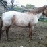 Red Roan Mare