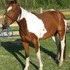 Beautiful Tobiano Mare