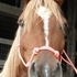 Strikingly, flashy Registered Arabian Mare 