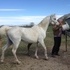 Arabian Mare With Filly At Side