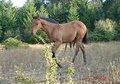 black mane and tail and legs