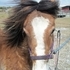 Gypsy Vanner Gelding/10 mo.